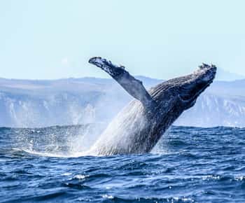 Knysna: Close Encounter Whale Watching Tour mit dem Boot