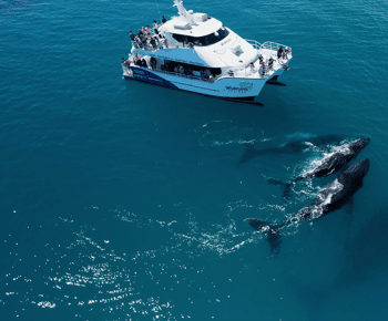Hervey Bay: Half-Day Whale Watching Cruise with Meal