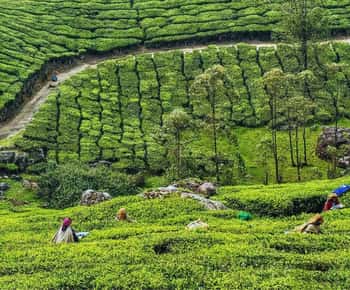 Kerala: Munnar Hill Station 3-Day Tour with Hotel