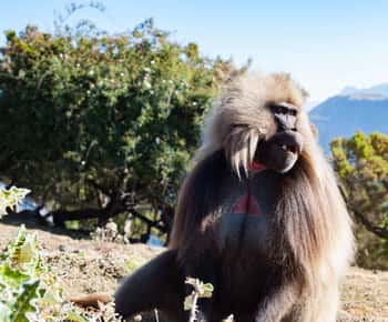Simien Mountains National Park: Full-Day Hiking Tour