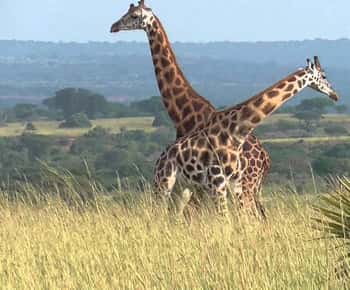 Kampala: 2-Day Murchison Falls National Park Safari