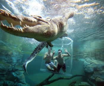 Nage avec le crocodile "Cage de la mort" et entrée dans la baie du Crocosaurus