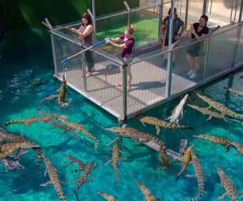 Billet d'entrée générale pour Crocosaurus Cove