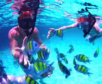 From UAE: Musandam Khasab Dolphin Watching Trip with Lunch