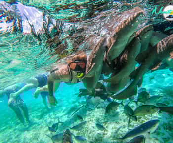 Caye Caulker: Hol Chan Marine Reserve Small-Group Tour
