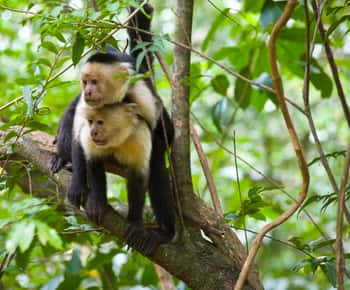 Rincón de la Vieja: One-Day Nature Tour