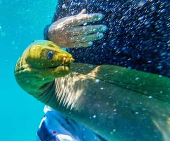 Caye Caulker: Local Reef Half-Day 3-Stop Snorkeling Tour