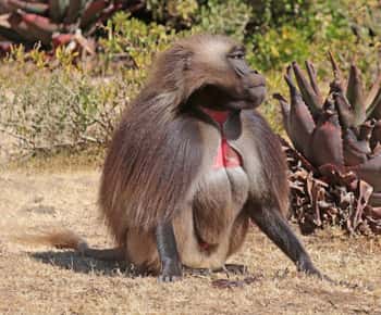 Addis Ababa: Monasteries, Wildlife, & Hike Day Trip