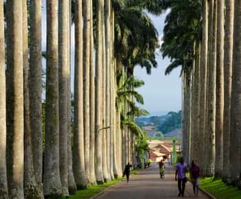 Accra: Aburi Botanical Gardens, Cocoa Farms, Waterfalls Trip