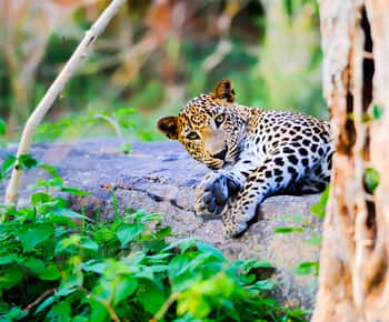 Anuradhapura: Full-Day Wilpattu National Park Private Safari
