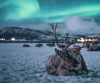 Tromsø: Reindeer Sled, Dinner, and Northern Lights Day Trip