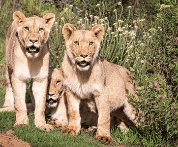 Botlierskop Private Game Reserve: 3,5-timers Sunset Game Drive