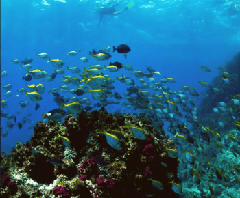 Byron Bay: Nguthungulli Julian Rocks Snorkeling Tour