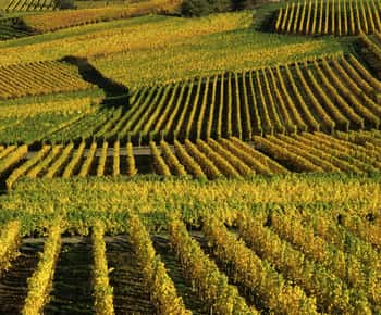 Wine tour of the Alsace wine route