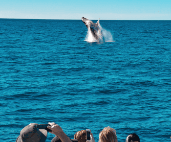 Mooloolaba: Whale Watching Cruise