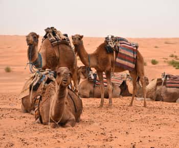 From Djerba & Zarzis: Ksar Ghilane & Matmata tour