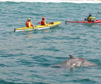 Plettenberg Bay: Geführte Seekajaktour
