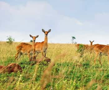 Kampala: 3-Day Murchison Falls Safari