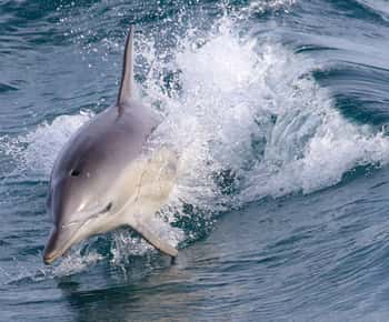 Ilha Philip: Cruzeiro com golfinhos e baleias