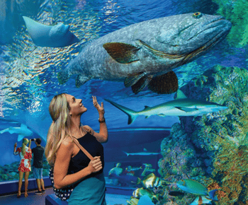 Cairns Aquarium Általános belépőjegy