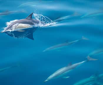 From Tauranga: Half-Day Swimming with Dolphins Tour
