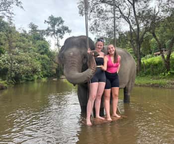 Chiang Mai: Excursión en Grupo al Santuario de Elefantes y la Cascada