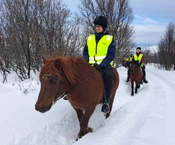 Tromsø: Lyngen Horse Winter Riding Experience