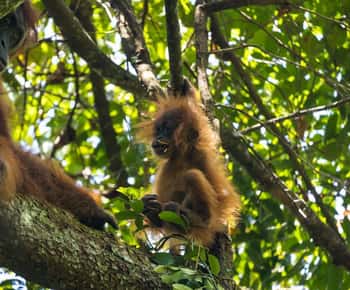 Prachtige trektocht en rondreis door de jungle van Sumatera Orang-oetans