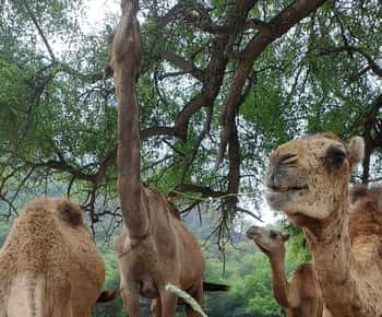 Salalah: Wadi Darbat, ,Grotta di Teeq - Tour degli alberi Baobou