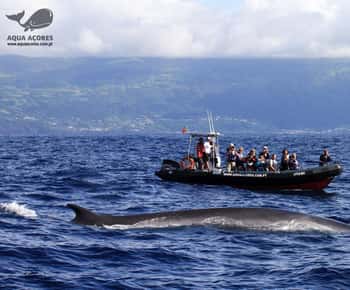 Pico Island: Azores Whale & Dolphin Watching on Zodiac Boat