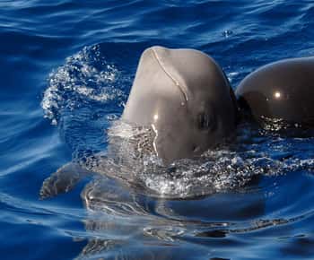 Madeira: Wal- und Delfinbeobachtungstour