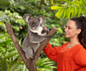 Kuranda Koala Gardens Park Entry