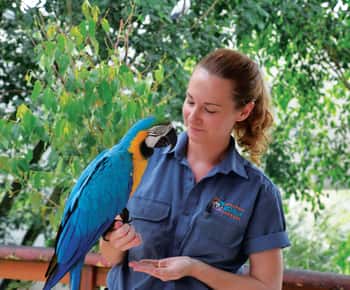 Pacote Amigos na Floresta Tropical: Koala Gardens & Birdworld