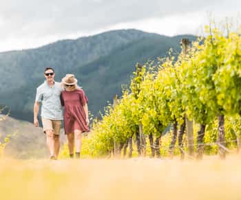Marlborough: Wineries Visit and Tasting Session