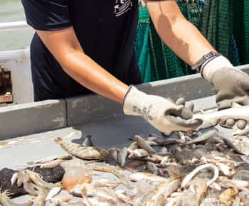Hilton Head Island: Shrimp Trawling Boat Tour