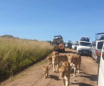 From Nairobi: 3 Days, 2 Nights Maasai Mara Group Safari