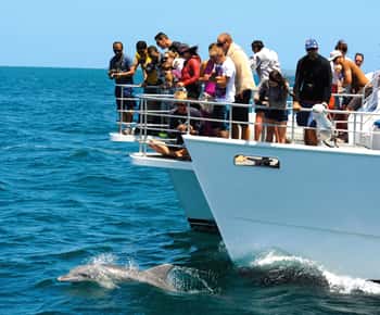 Jervis Bay: Cruzeiro de 1,5 horas com golfinhos