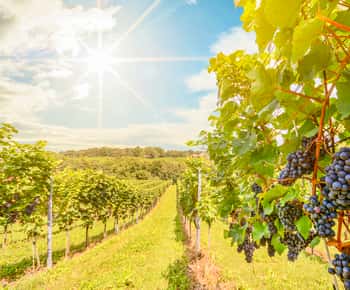 Vale de Napa: tour guiado de vinhos com piquenique