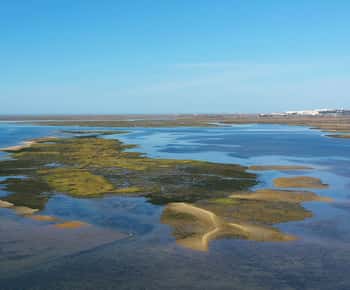 Ria Formosa: Passeio de barco de 3 horas pelas ilhas da Armona e Culatra