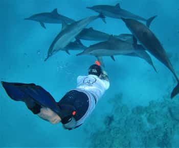 Hurghada: Speedboot dolfijnen kijken & snorkelen met lunch
