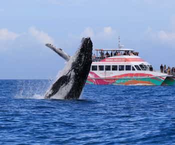 Hervey Bay: Half-Day Whale-Watching Cruise