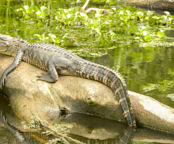 New Orleans Manchac Bayou Swamp Cruise W/ Optional Pick-Up