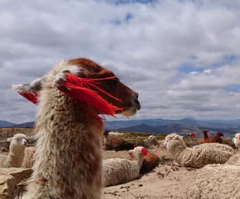 From Arequipa: Colca Canyon 2-Day Tour