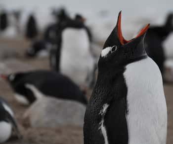 Ushuaia: Navegación en catamarán a la Isla de los Pingüinos