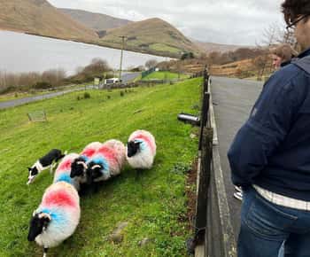 Galway: Connemara, fårehundeudstilling og middelalderlig slotstur