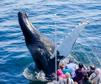 Boston: City Cruises Whale Watching Cruise