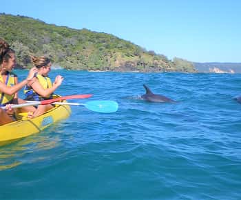 Rainbow Beach: Kayaking with Dolphins and Beach 4WD Tour