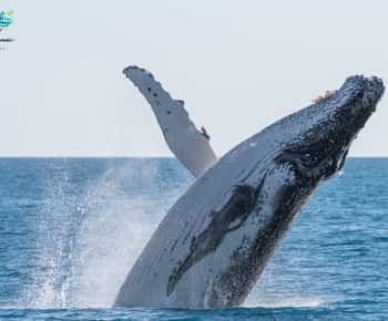 Hervey Bay : Croisière d'une demi-journée pour observer les baleines à bosse