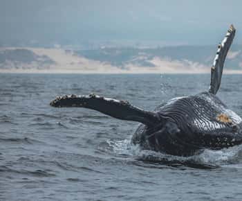 Monterey: Sunset Whale Watching Cruise with A Guide