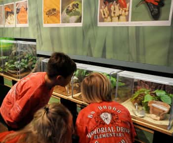 Houston Museum of Natural Science: Cockrell Butterfly Center